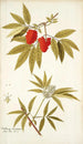 Sambucus racemosa - Nikolaus Joseph Freiherr von Jacquin — vy av konstverket
