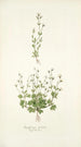 Saxifraga petaea - Nikolaus Joseph Freiherr von Jacquin — vy av konstverket