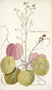 Saxifraga stolonifera - Nikolaus Joseph Freiherr von Jacquin — vy av konstverket