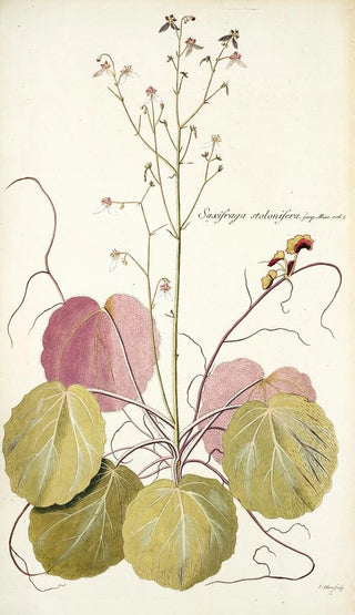 Nikolaus Joseph Freiherr von Jacquin - Saxifraga stolonifera.webp
