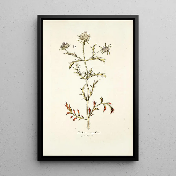 Scabiosa monspeliensis - Nikolaus Joseph Freiherr von Jacquin — inramlat konstverk på väggen