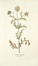 Scabiosa monspeliensis - Nikolaus Joseph Freiherr von Jacquin — vy av konstverket