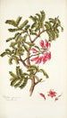 Schotia speciosa - Nikolaus Joseph Freiherr von Jacquin — vy av konstverket
