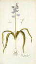 Scilla hyacinthoides - Nikolaus Joseph Freiherr von Jacquin — vy av konstverket