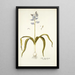 Scilla hyacinthoides - Nikolaus Joseph Freiherr von Jacquin — inramlat konstverk på väggen
