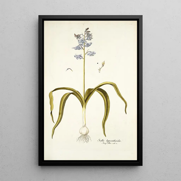 Scilla hyacinthoides - Nikolaus Joseph Freiherr von Jacquin — inramlat konstverk på väggen