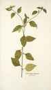 Sclerocarpus africanus - Nikolaus Joseph Freiherr von Jacquin — vy av konstverket