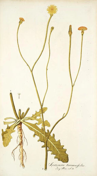 Nikolaus Joseph Freiherr von Jacquin - Scorzonera taraxacifolia.webp