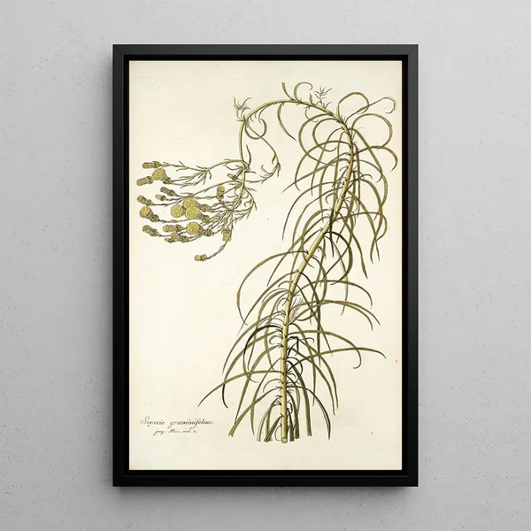 Senecio graminifolius - Nikolaus Joseph Freiherr von Jacquin — inramlat konstverk på väggen