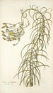 Senecio graminifolius - Nikolaus Joseph Freiherr von Jacquin — vy av konstverket