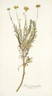 Senecio rosmarinifolius - Nikolaus Joseph Freiherr von Jacquin — vy av konstverket