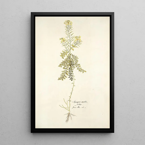 Sinapis millefolia - Nikolaus Joseph Freiherr von Jacquin — inramlat konstverk på väggen