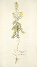 Sinapis millefolia - Nikolaus Joseph Freiherr von Jacquin — vy av konstverket