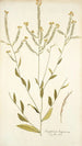 Sisymbrium hispanicum - Nikolaus Joseph Freiherr von Jacquin — vy av konstverket