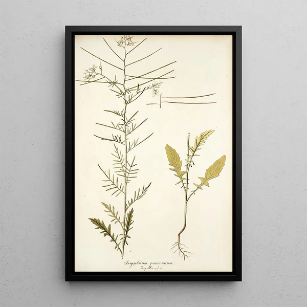 Sisymbrium pannonicum - Nikolaus Joseph Freiherr von Jacquin — inramlat konstverk på väggen