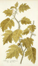 Solanum aculeatissimum - Nikolaus Joseph Freiherr von Jacquin — vy av konstverket