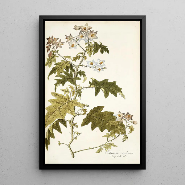 Solanum carolinense - Nikolaus Joseph Freiherr von Jacquin — inramlat konstverk på väggen