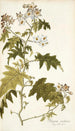 Solanum carolinense - Nikolaus Joseph Freiherr von Jacquin — vy av konstverket