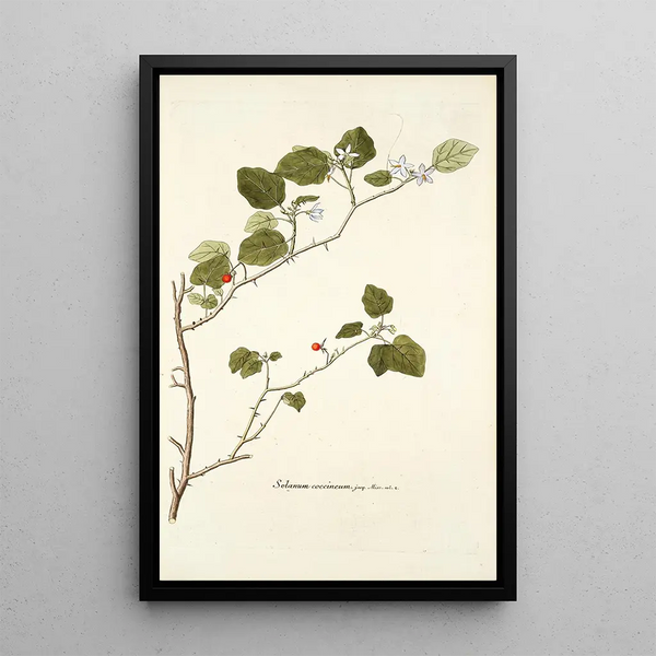 Solanum coccineum - Nikolaus Joseph Freiherr von Jacquin — inramlat konstverk på väggen