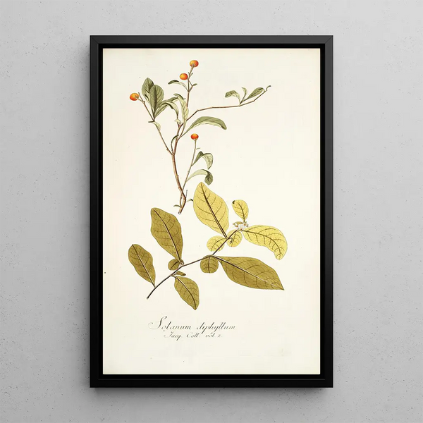 Solanum diphyllum - Nikolaus Joseph Freiherr von Jacquin — inramlat konstverk på väggen