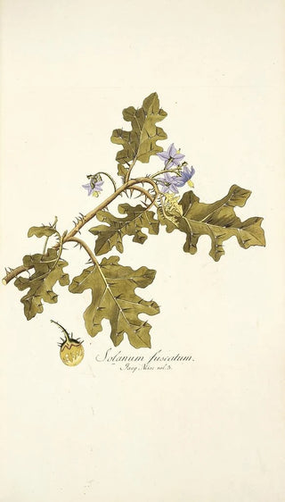 Nikolaus Joseph Freiherr von Jacquin - Solanum fuscatum.webp