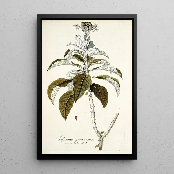 Solanum giganteum - Nikolaus Joseph Freiherr von Jacquin — inramlat konstverk på väggen