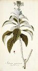 Solanum giganteum - Nikolaus Joseph Freiherr von Jacquin — vy av konstverket