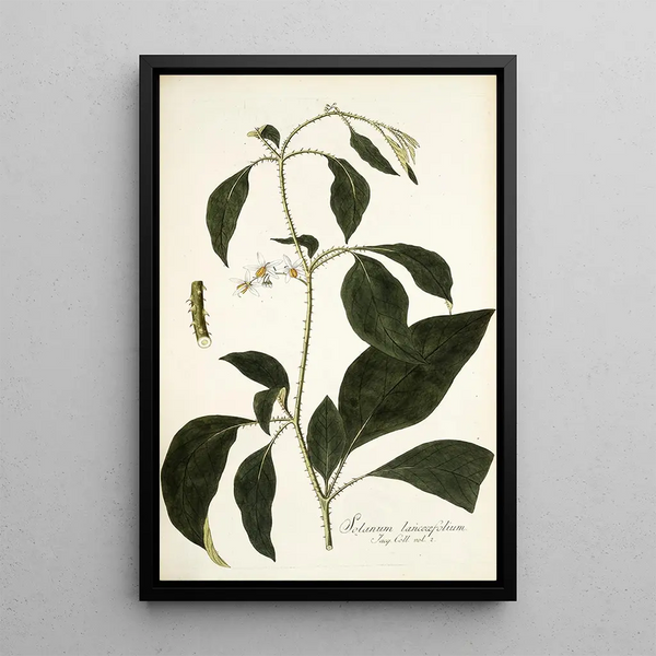 Solanum lanceaefolium - Nikolaus Joseph Freiherr von Jacquin — inramlat konstverk på väggen