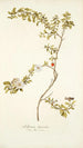 Solanum lycioides - Nikolaus Joseph Freiherr von Jacquin — vy av konstverket