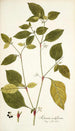 Solanum nodiflorum - Nikolaus Joseph Freiherr von Jacquin — vy av konstverket