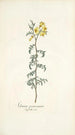 Solanum peruvianum - Nikolaus Joseph Freiherr von Jacquin — vy av konstverket