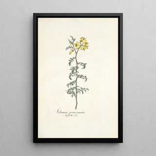 Nikolaus Joseph Freiherr von Jacquin - Solanum peruvianum.webp