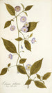 Solanum stellatum - Nikolaus Joseph Freiherr von Jacquin — vy av konstverket