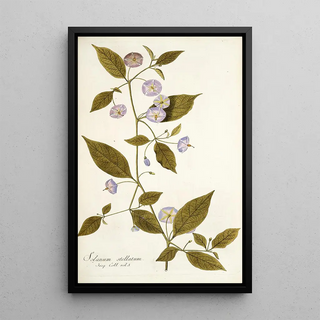 Nikolaus Joseph Freiherr von Jacquin - Solanum stellatum.webp