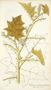 Solanum stramonifolium - Nikolaus Joseph Freiherr von Jacquin — vy av konstverket