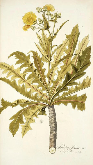 Nikolaus Joseph Freiherr von Jacquin - Sonchus fruticosus.webp