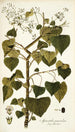 Spananthe paniculata - Nikolaus Joseph Freiherr von Jacquin — vy av konstverket