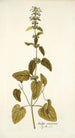 Stachys canariensis - Nikolaus Joseph Freiherr von Jacquin — vy av konstverket