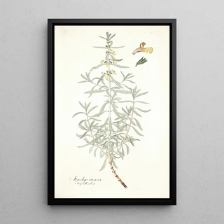 Nikolaus Joseph Freiherr von Jacquin - Stachys rugosa.webp