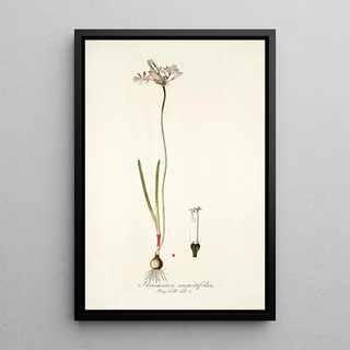 Nikolaus Joseph Freiherr von Jacquin - Strumaria angustifolia.webp