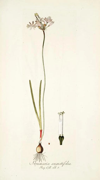Nikolaus Joseph Freiherr von Jacquin - Strumaria angustifolia.webp