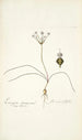 Strumaria filifolia - Nikolaus Joseph Freiherr von Jacquin — vy av konstverket