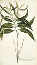 Tabernaemontana persicariaefolia - Nikolaus Joseph Freiherr von Jacquin — vy av konstverket