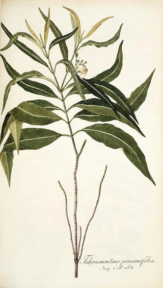 Nikolaus Joseph Freiherr von Jacquin - Tabernaemontana persicariaefolia.webp
