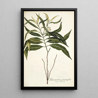 Nikolaus Joseph Freiherr von Jacquin - Tabernaemontana persicariaefolia.webp