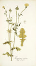 Thagopogon capensis - Nikolaus Joseph Freiherr von Jacquin — vy av konstverket