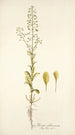 Thlaspi alliaceum - Nikolaus Joseph Freiherr von Jacquin — vy av konstverket