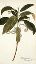 Tournefortia cymosa - Nikolaus Joseph Freiherr von Jacquin — vy av konstverket