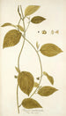 Tragia involucrata - Nikolaus Joseph Freiherr von Jacquin — vy av konstverket