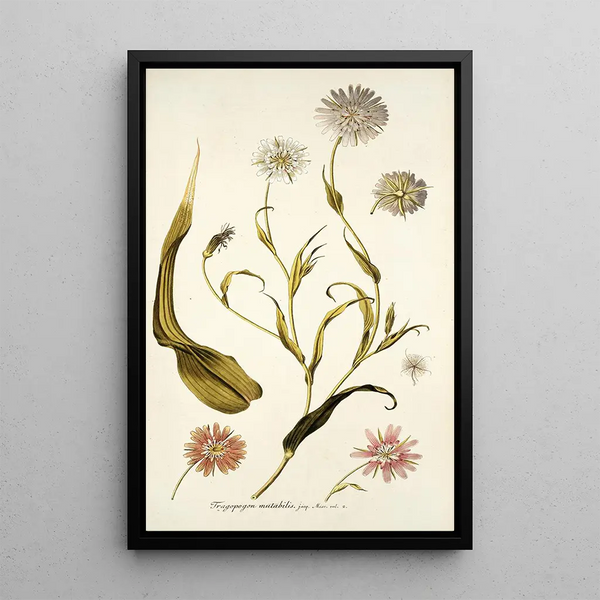 Tragopogon mutabilis - Nikolaus Joseph Freiherr von Jacquin — inramlat konstverk på väggen